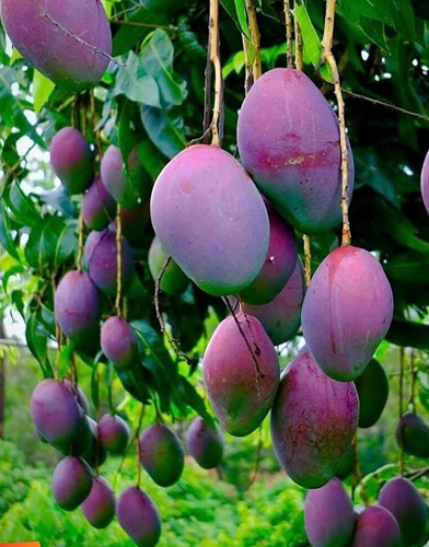 High Yield Mango Tree Plants and Saplings - Sri Gopala Krishna Nursery Kadiyam