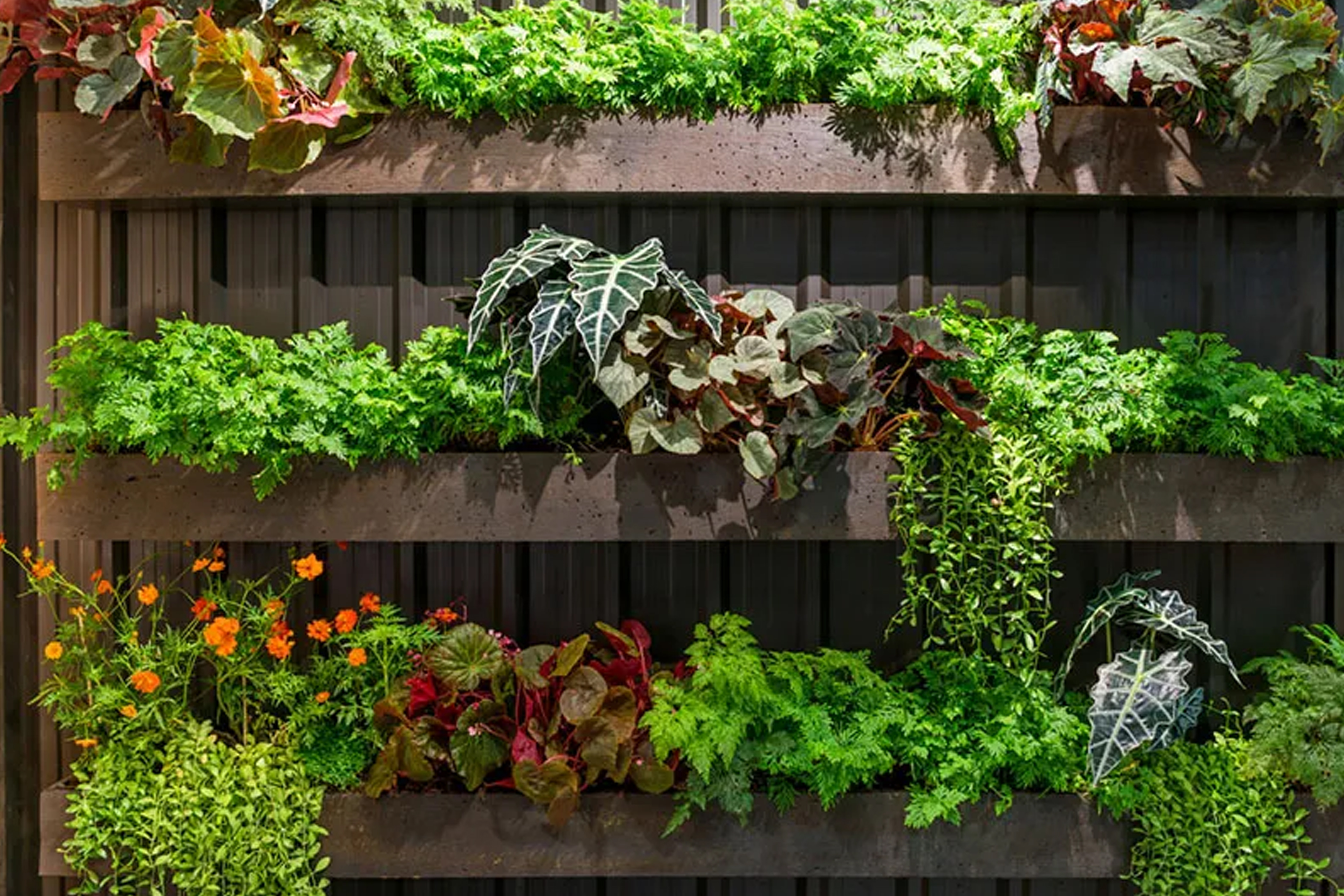 Flowering Plants